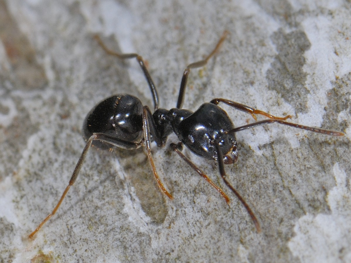 Lasius fuliginosus